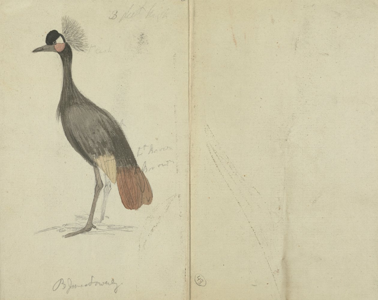 Een Kraanvogel door James Sowerby