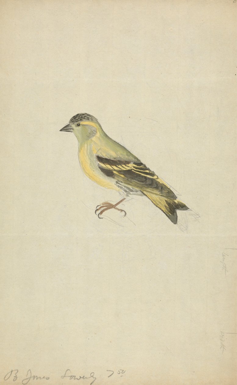 Een vink (Sijs?) door James Sowerby
