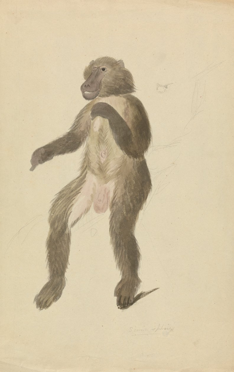 Een mandril door James Sowerby