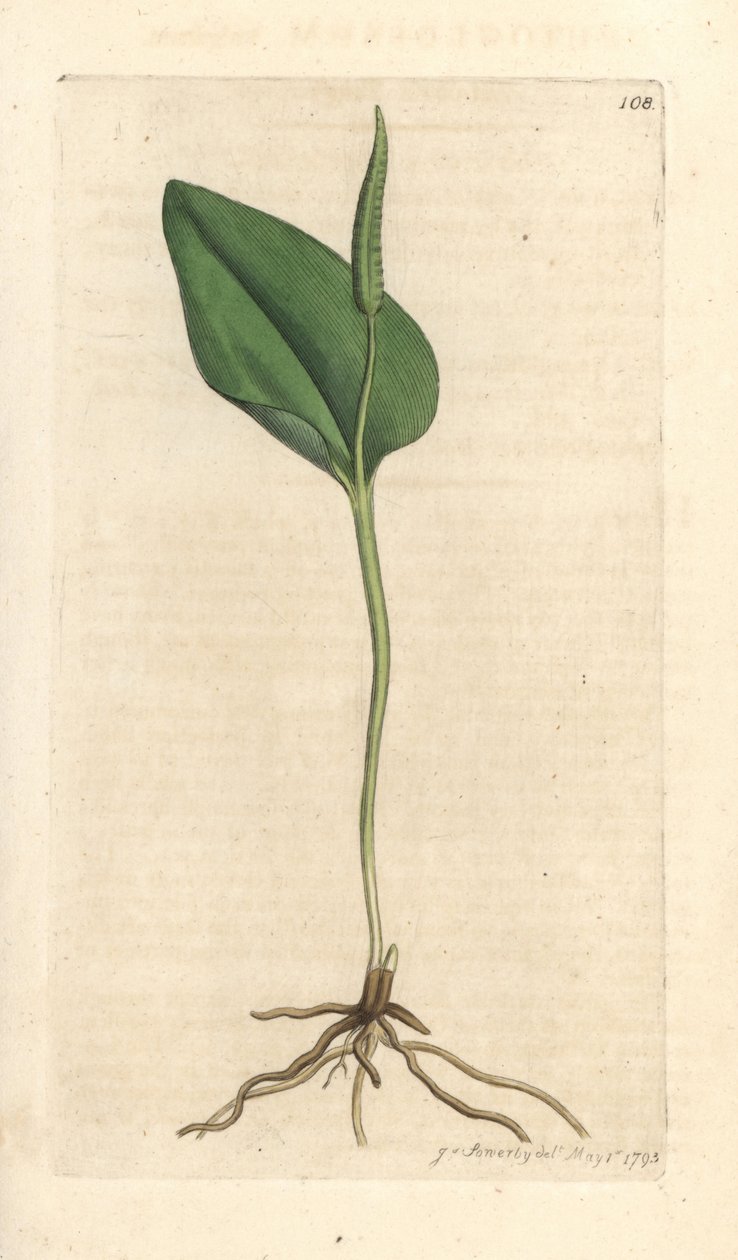 Adderstong, Ophioglossum vulgatum (Ophioglossum) door James Sowerby