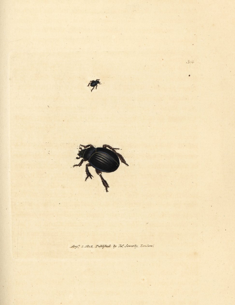 Aphodius arenarius kever door James Sowerby