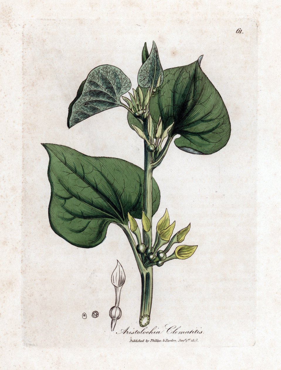 Aristoloche clematite - Klimmende pijpbloem, Aristolochia clematitis. Handgekleurde kopergravure uit een botanische illustratie door James Sowerby uit William Woodville en Sir William Jackson Hooker