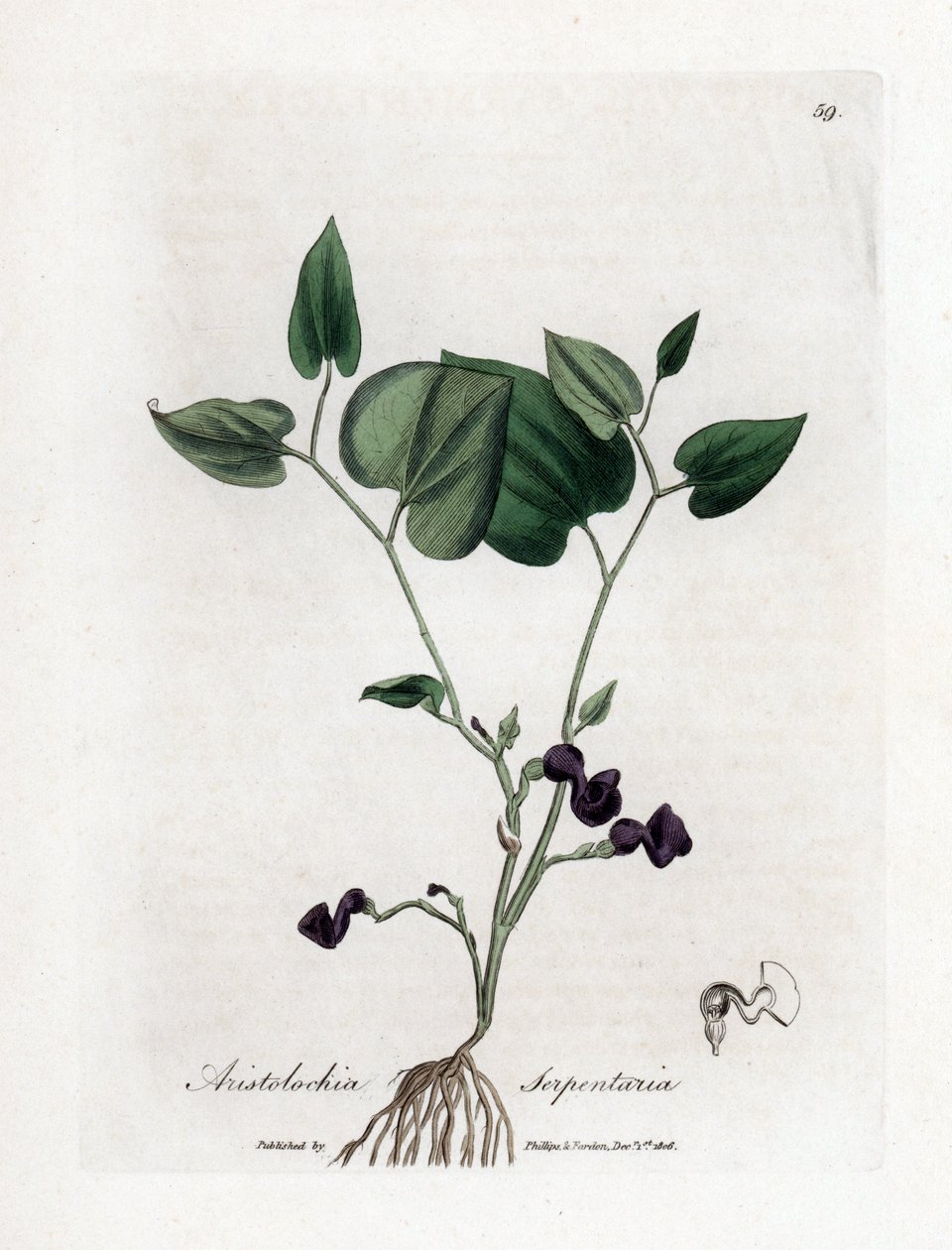 Slangenwortel pijpbloem, Aristolochia serpentaria. Illustratie van James Sowerby uit William Woodville en Sir William Jackson Hooker
