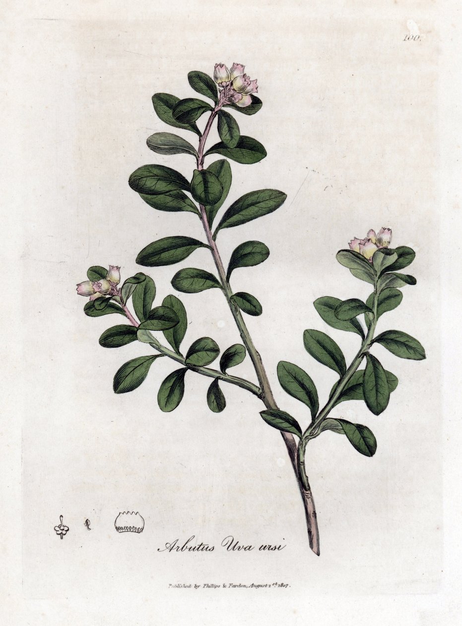 Berendruif, Arctostaphylos uva-ursi door James Sowerby