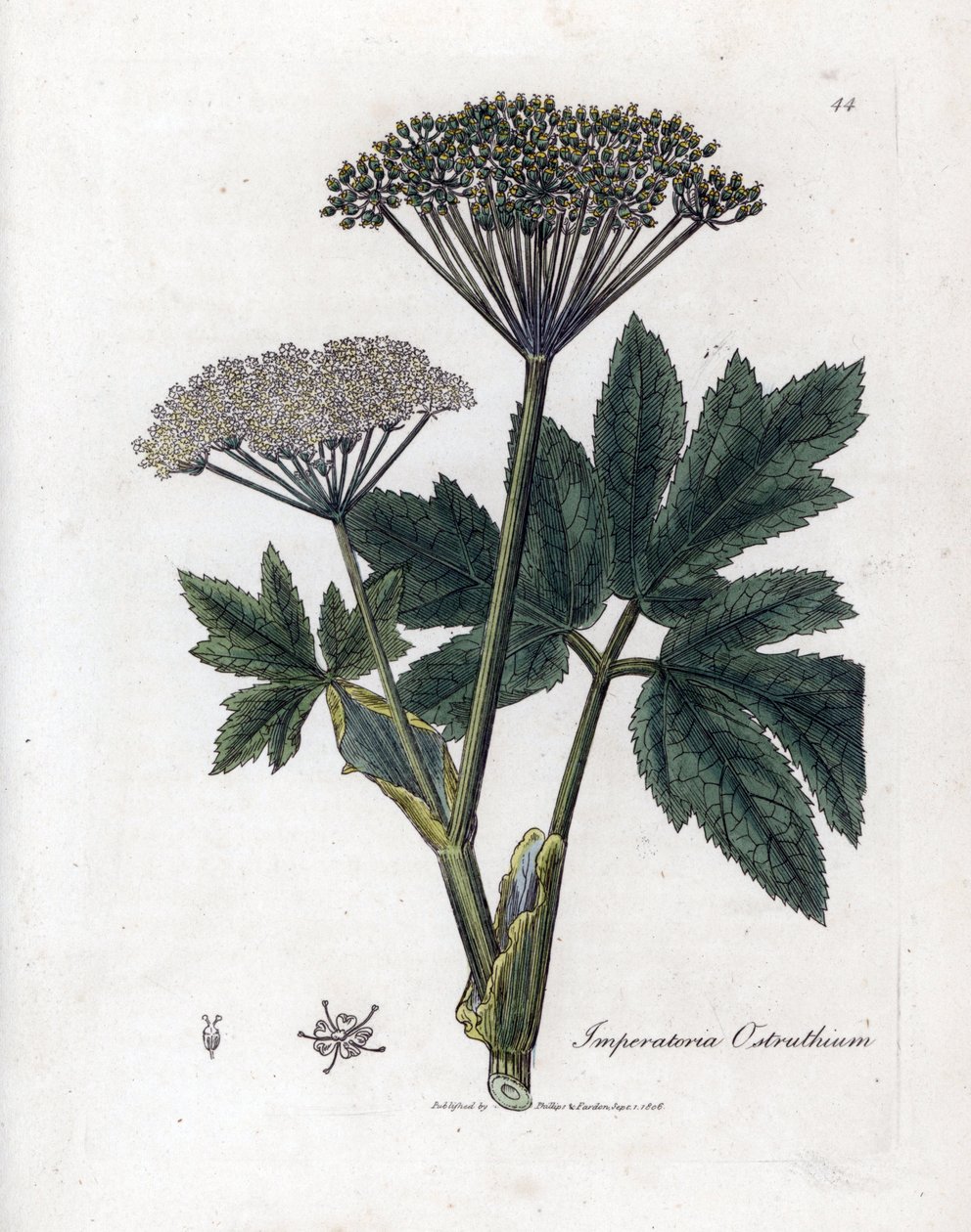 Keizerskruid, Imperatoria ostruthium. Illustratie van James Sowerby uit William Woodville en Sir William Jackson Hooker
