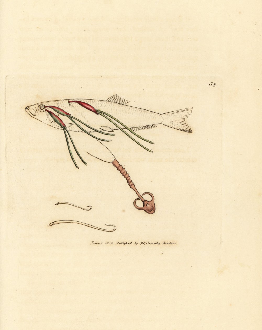 Bloedzuigende copepod parasiet op een sproeioog, Lernaeenicus sprattae door James Sowerby