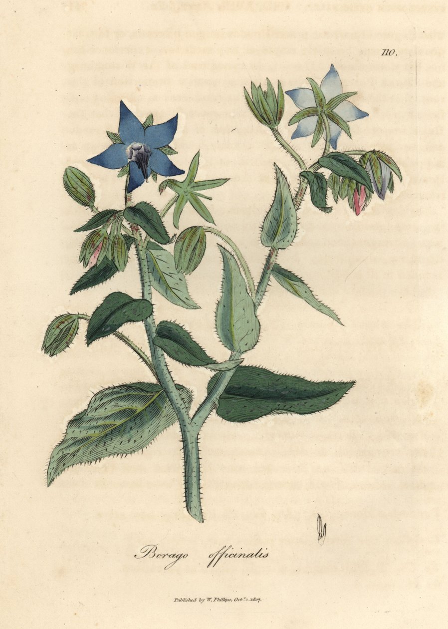 Blauw bloeiende bernagie, Borago officinalis door James Sowerby