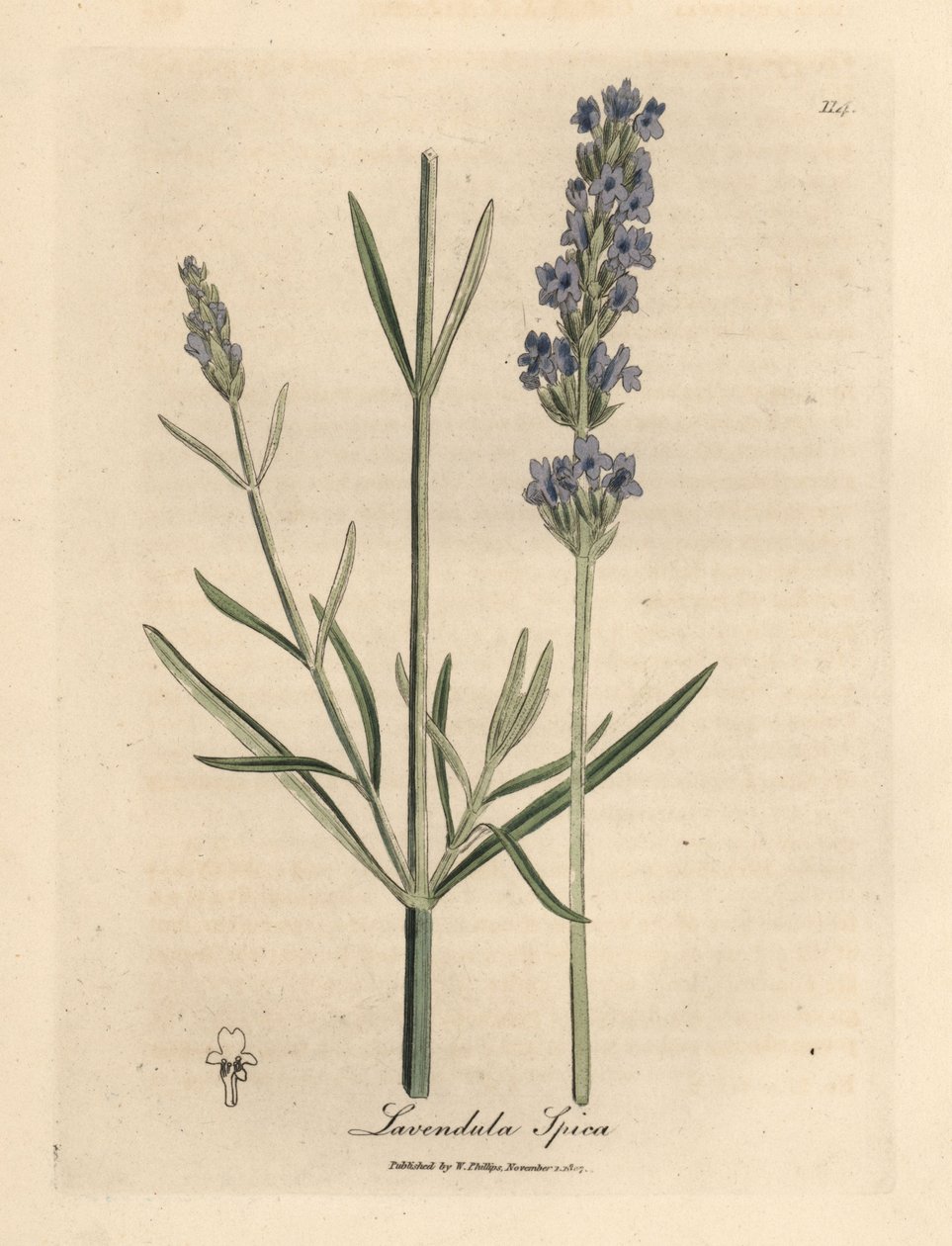 Blauwe bloeiende lavendel, Lavandula spica door James Sowerby