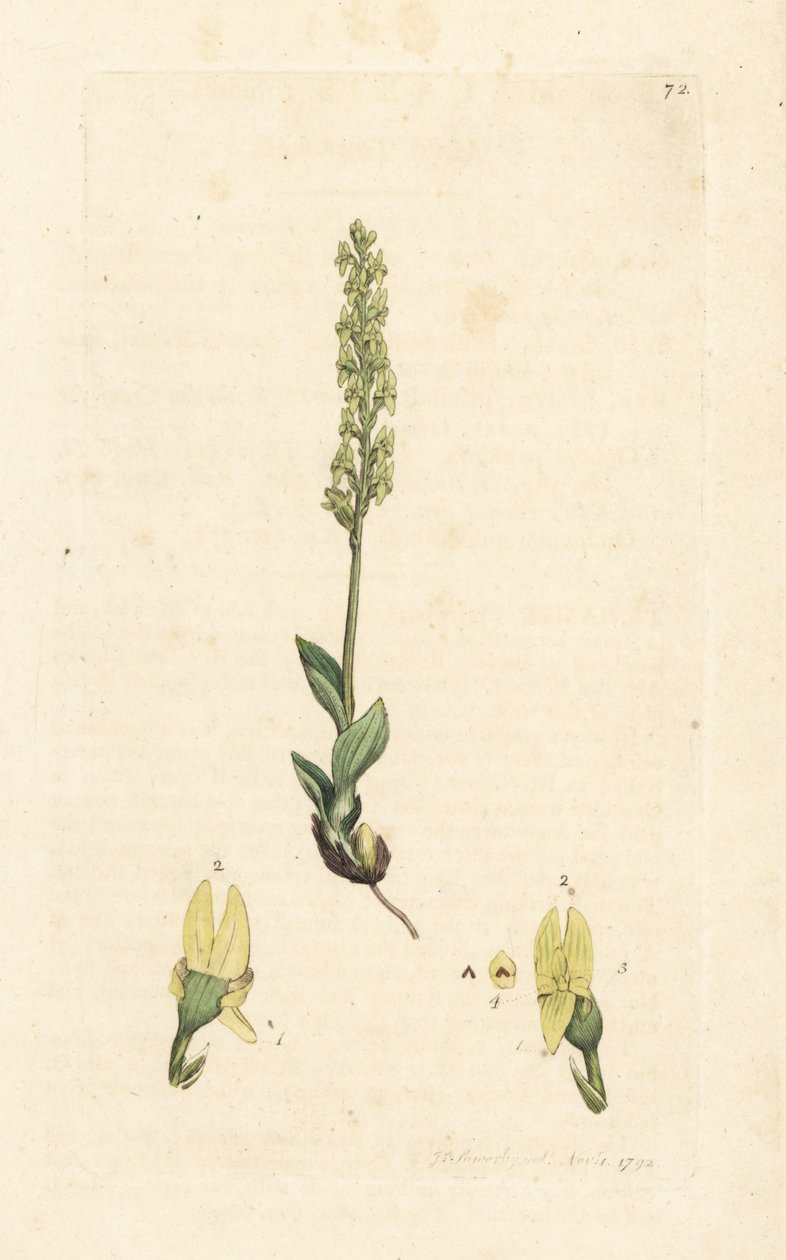 Moerasorchis, Hammarbya paludosa. Handgekleurde kopergravure naar een illustratie van James Sowerby uit James Smith