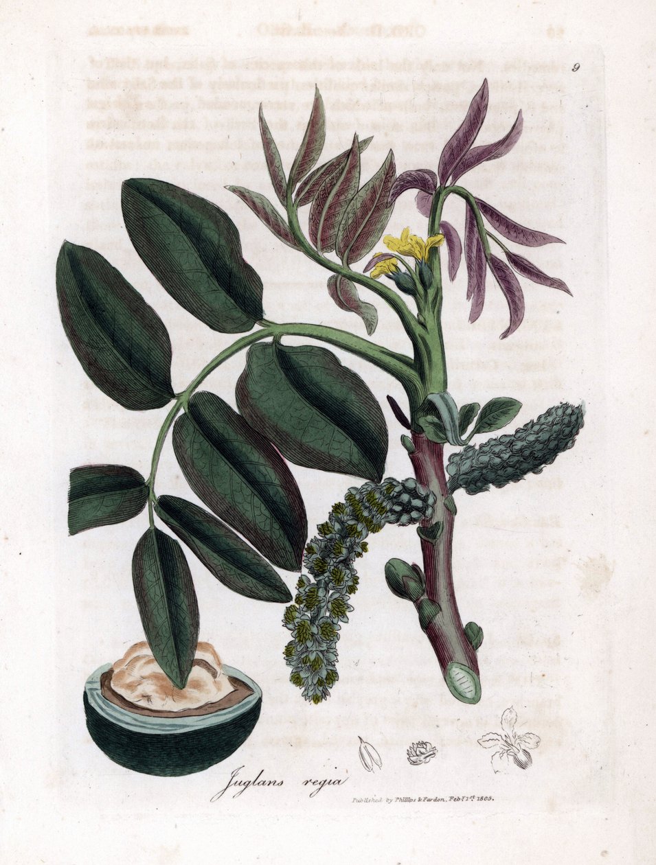 Botanische plaat: bladeren, planten en walnootvrucht Bladeren, gele bloem en noot van de gewone walnotenboom, Juglans regia. Handgekleurde kopergravure uit een botanische illustratie door James Sowerby uit William Woodville en Sir William Jackson Hooker