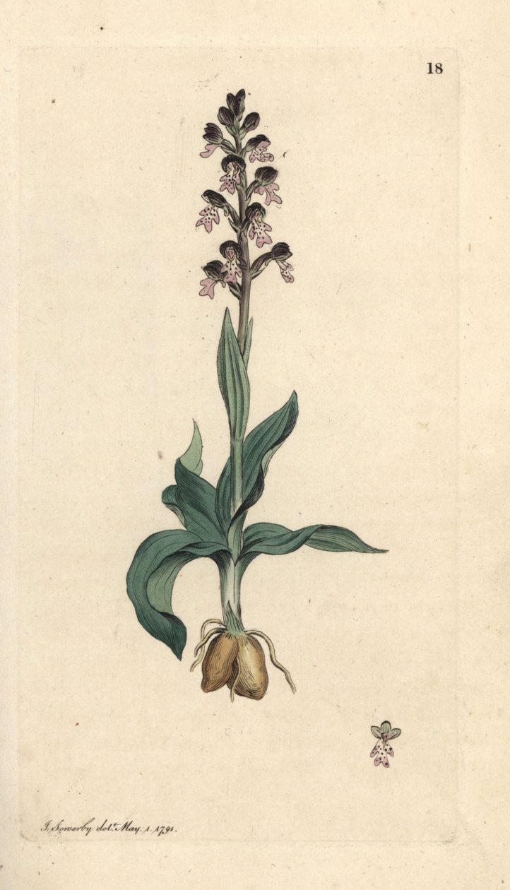 Verbrande puntorchidee, Neotinea ustulata. Handgekleurde kopergravure naar een illustratie door James Sowerby uit James Smith