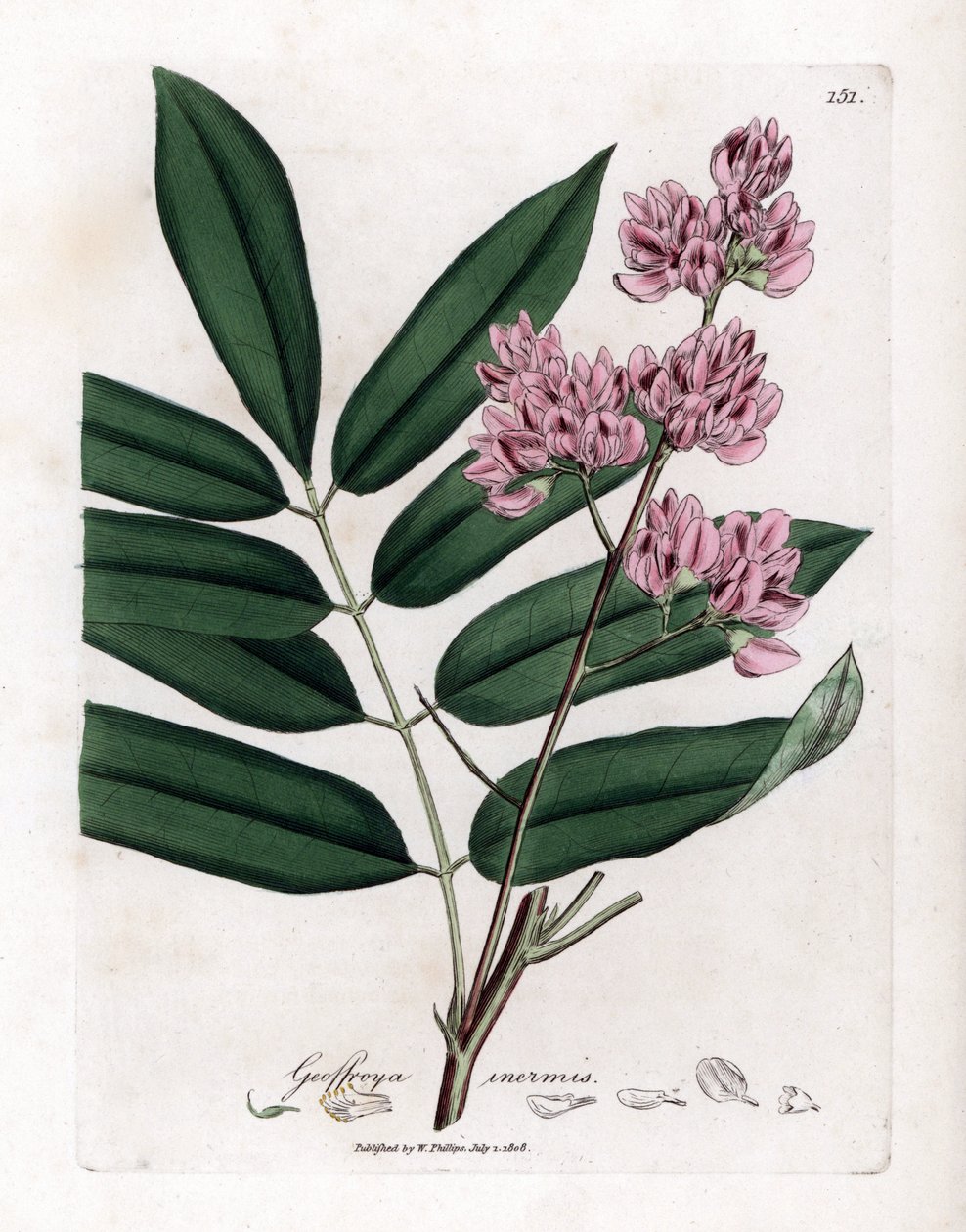 Koolboom of koolschors - Koolboom, Andira inermis. Handgekleurde kopergravure uit een botanische illustratie van James Sowerby uit William Woodville en Sir William Jackson Hooker