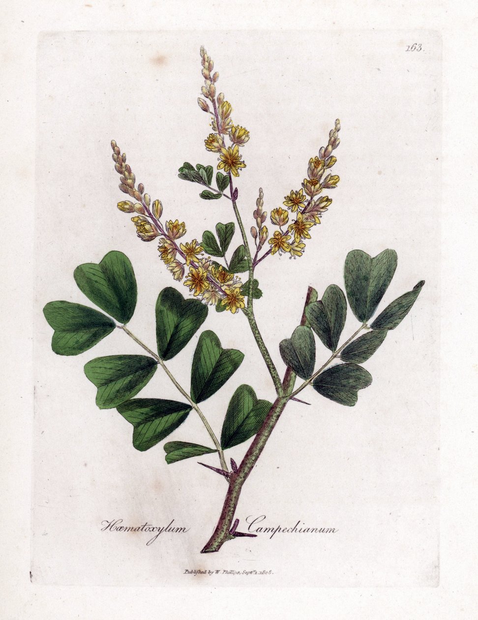 Campeche of campeche hout - Logwood, Haematoxylum campechianum. Handgekleurde kopergravure uit een botanische illustratie door James Sowerby uit William Woodville en Sir William Jackson Hooker