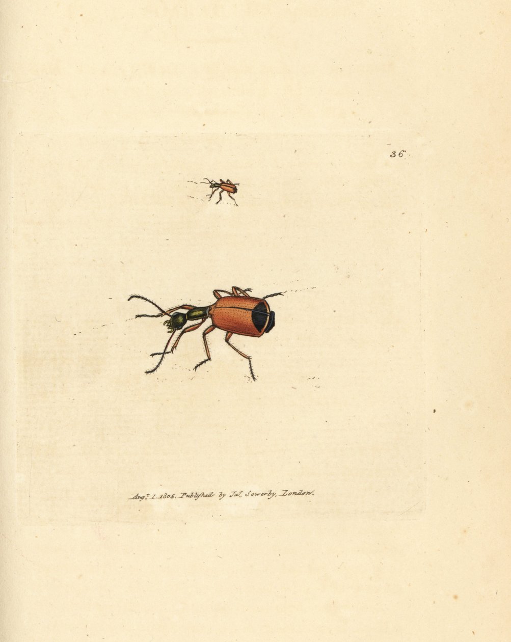 Carabus rotundicollis kever door James Sowerby