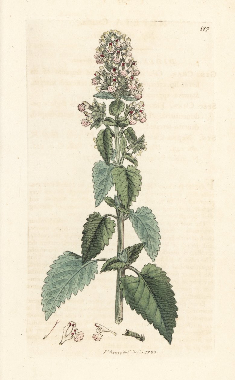 Kattekruid, Nepeta cataria (cataire) Handgekleurde kopergravure naar een illustratie van James Sowerby uit James Smith