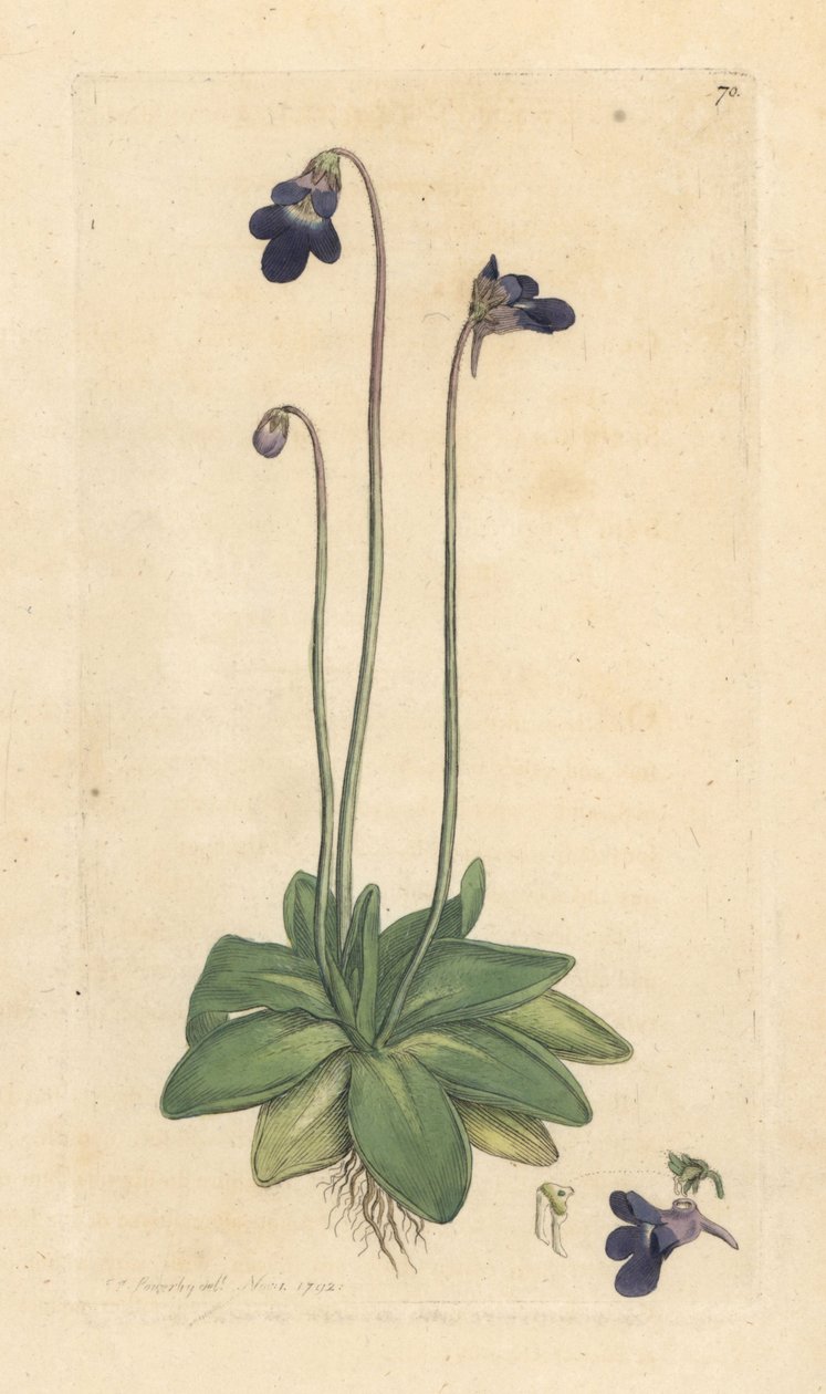 Gewone boterbloem, Pinguicula vulgaris (grasette) door James Sowerby