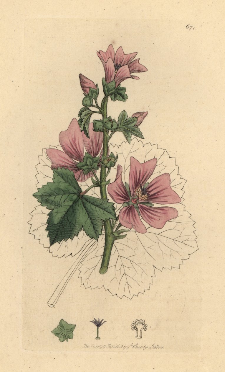Kaasjeskruid, Malva sylvestris, handgekleurde kopergravure naar een tekening van James Sowerby voor James Smith
