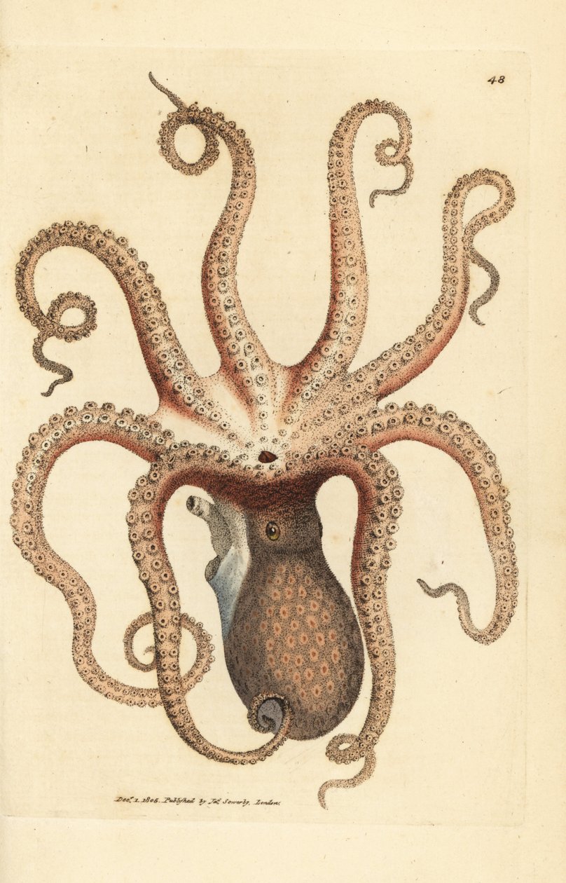 Gewone octopus, Octopus vulgaris (Achtarmige inktvis, Sepia octopus) door James Sowerby