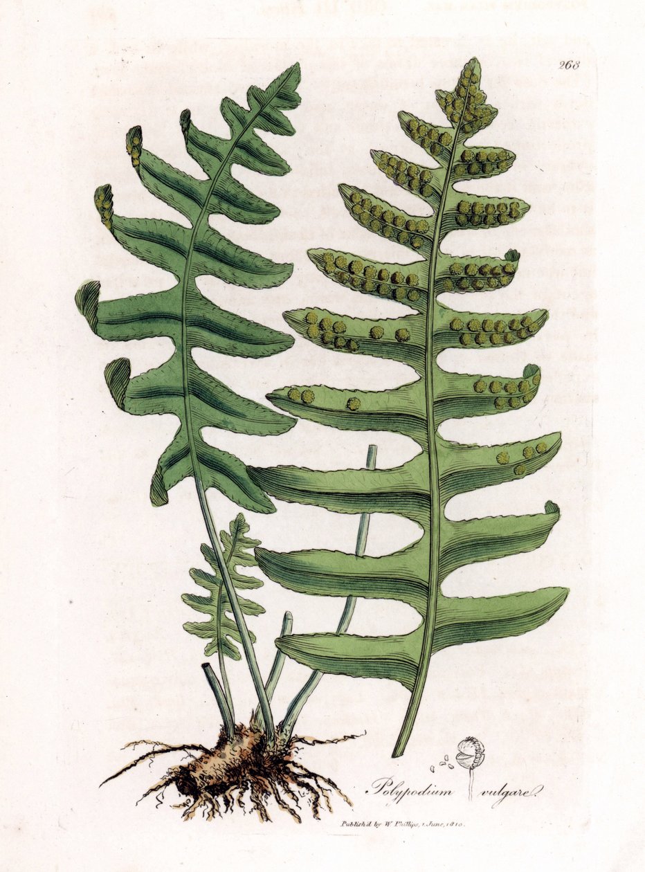 Gewone eikvaren of houtzoethout (varen) - Gewone eikvaren, Polypodium vulgare. Handgekleurde kopergravure uit een botanische illustratie door James Sowerby uit William Woodville en Sir William Jackson Hooker