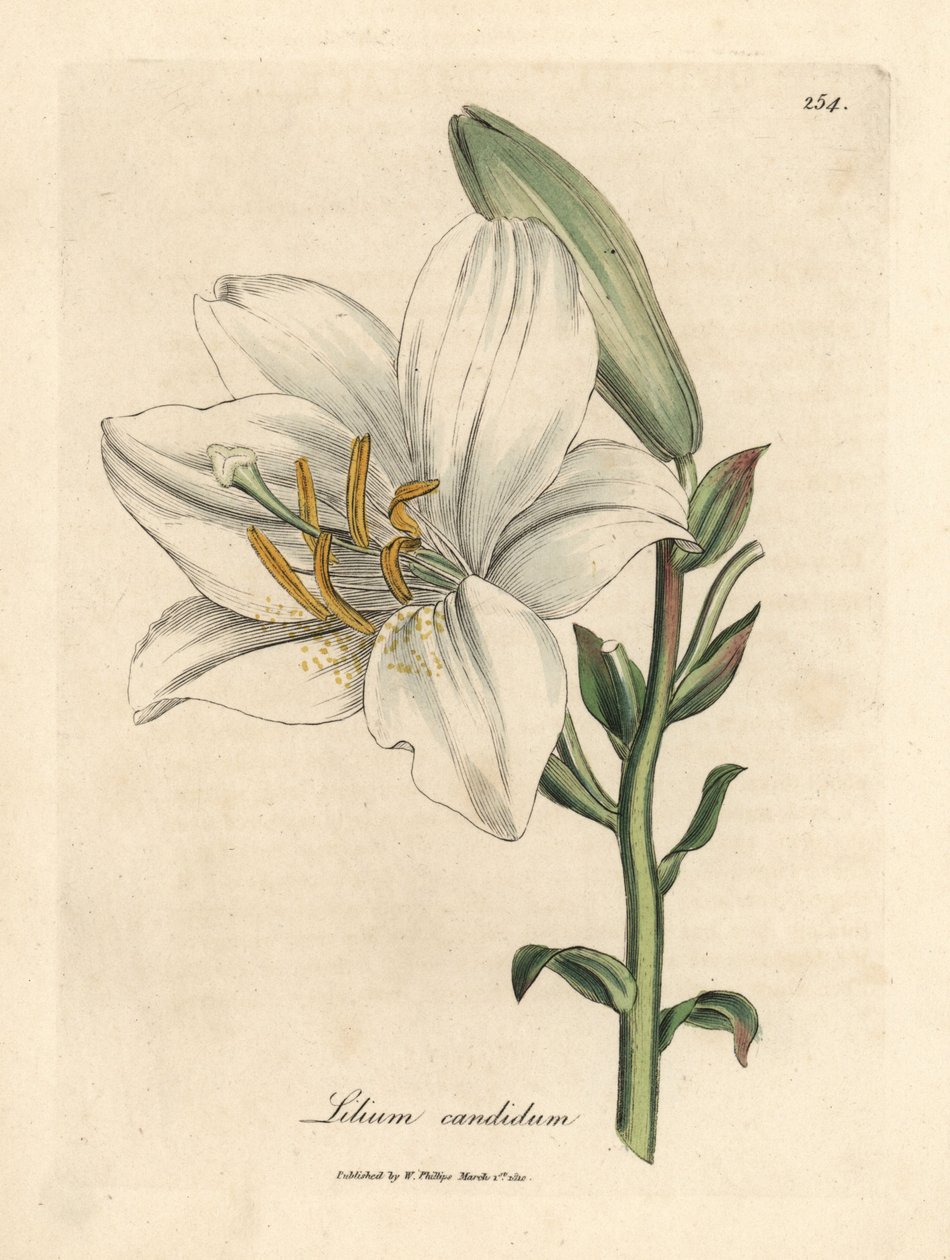Gewone witte lelie, Lilium candidum door James Sowerby