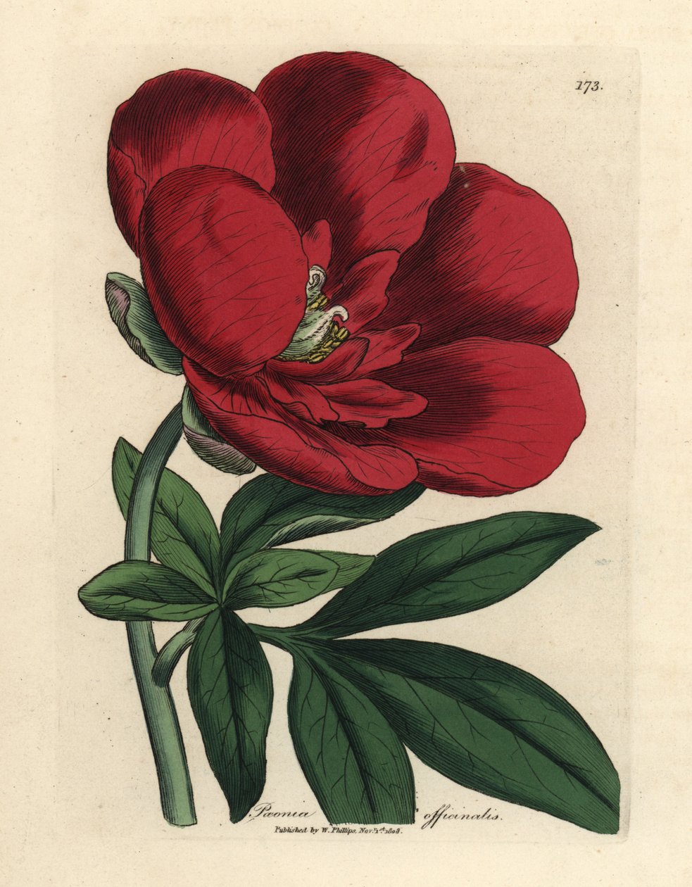 Karmozijnrode pioen, Paeonia officinalis door James Sowerby