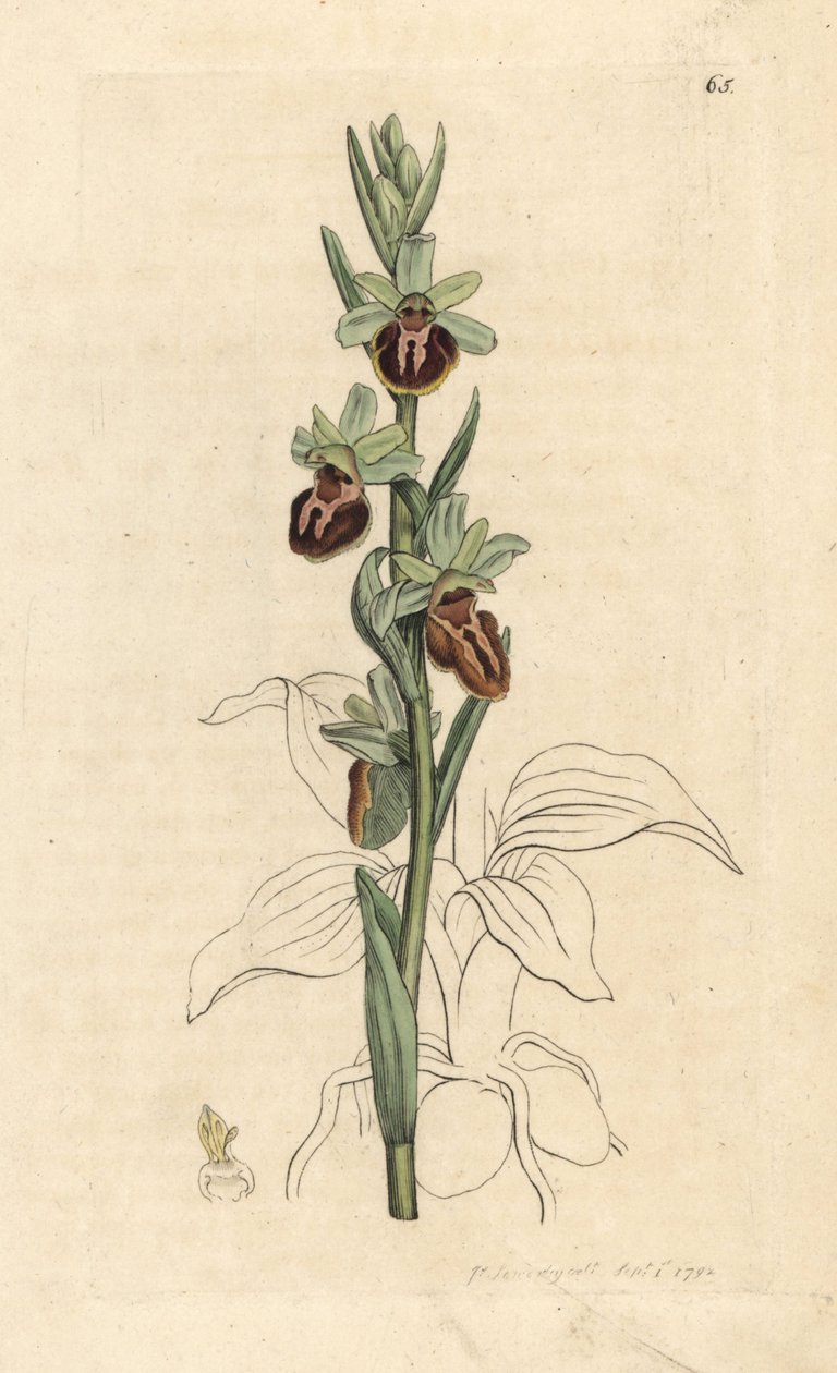 Vroege spinnenorchis, Ophrys sphegodes (Spinnenorchis, Ophrys aranifera) door James Sowerby