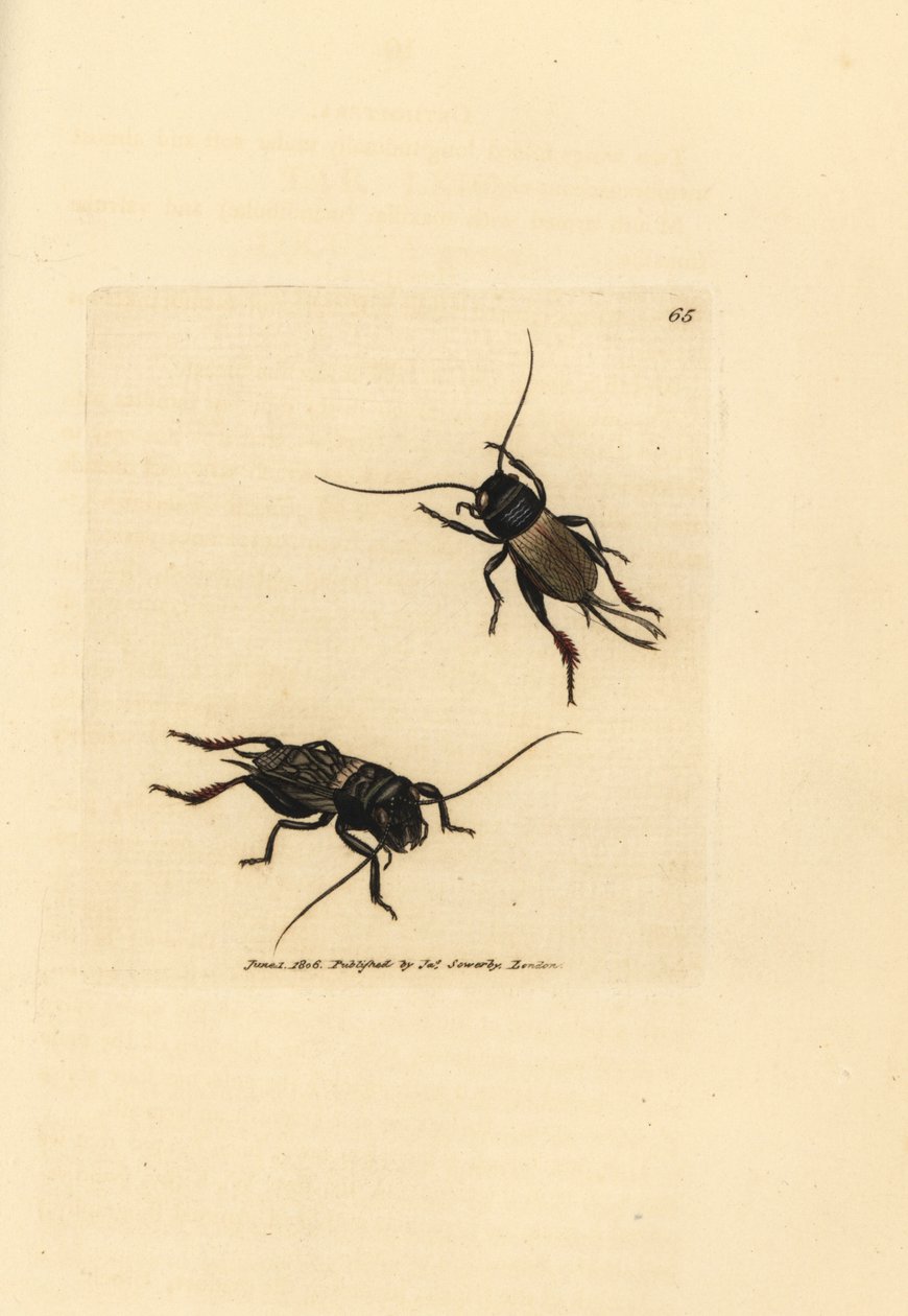 Veldkrekel, Gryllus campestris (Accheta campestris). Handgekleurde kopergravure door James Sowerby uit The British Miscellany, of Coloured figures of new, rare, or little known animal subjects. door James Sowerby