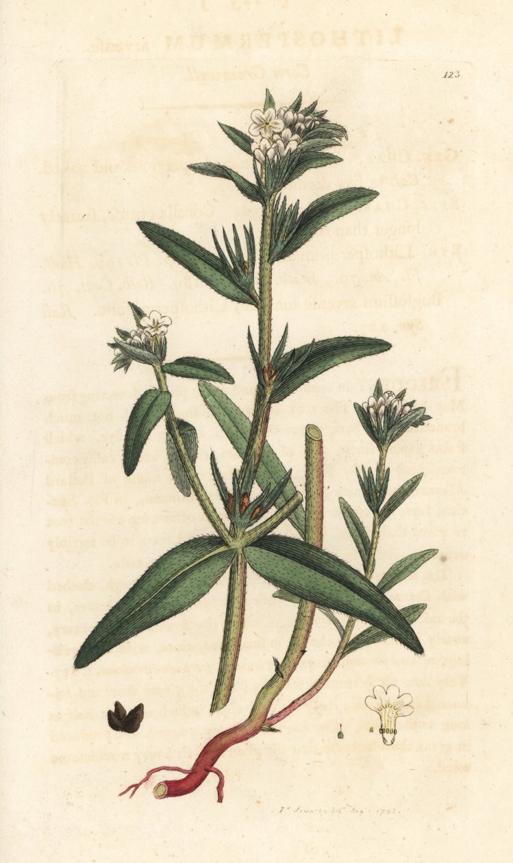 Veldslangenkruid, Buglossoides arvensis (Lithospermum arvense) door James Sowerby