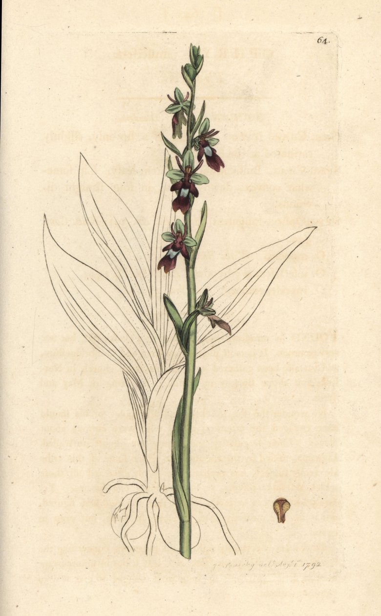 Vliegenorchis, Ophrys insectifera (Vliegenorchis, Ophrys muscifera). Handgekleurde kopergravure naar een illustratie door James Sowerby uit James Smith