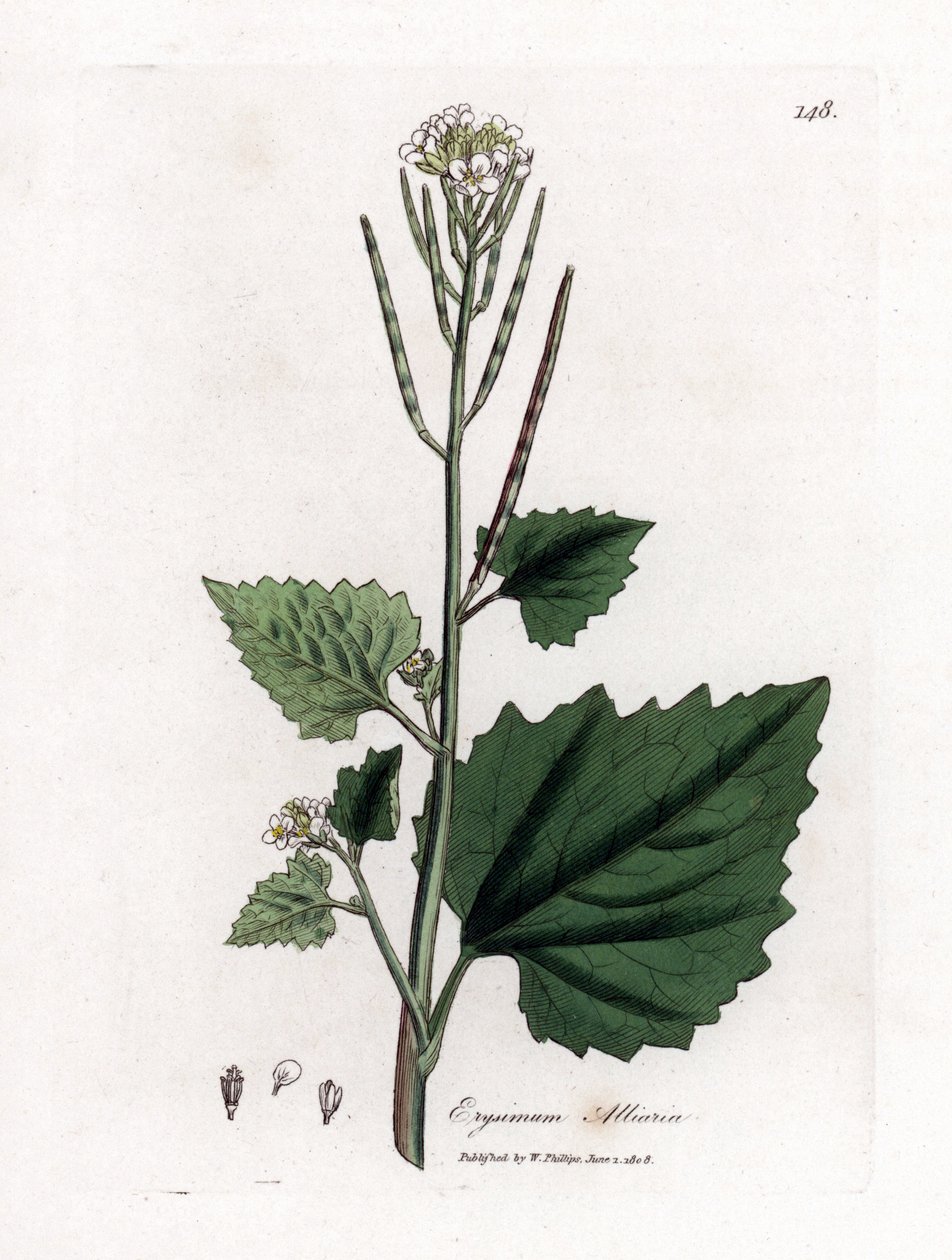 Knoflookmosterd, Alliaria petiolata. Handgekleurde kopergravure uit een botanische illustratie door James Sowerby uit William Woodville en Sir William Jackson Hooker