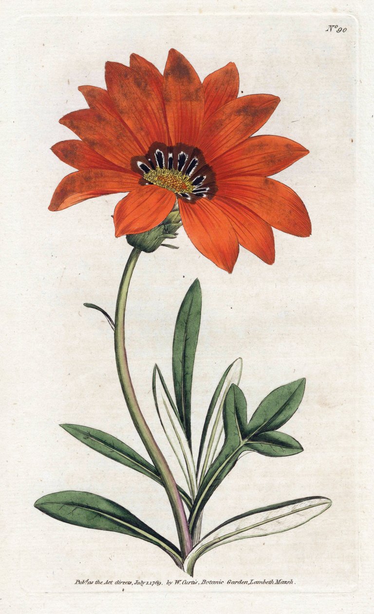 Gazania (gazania) steil door James Sowerby