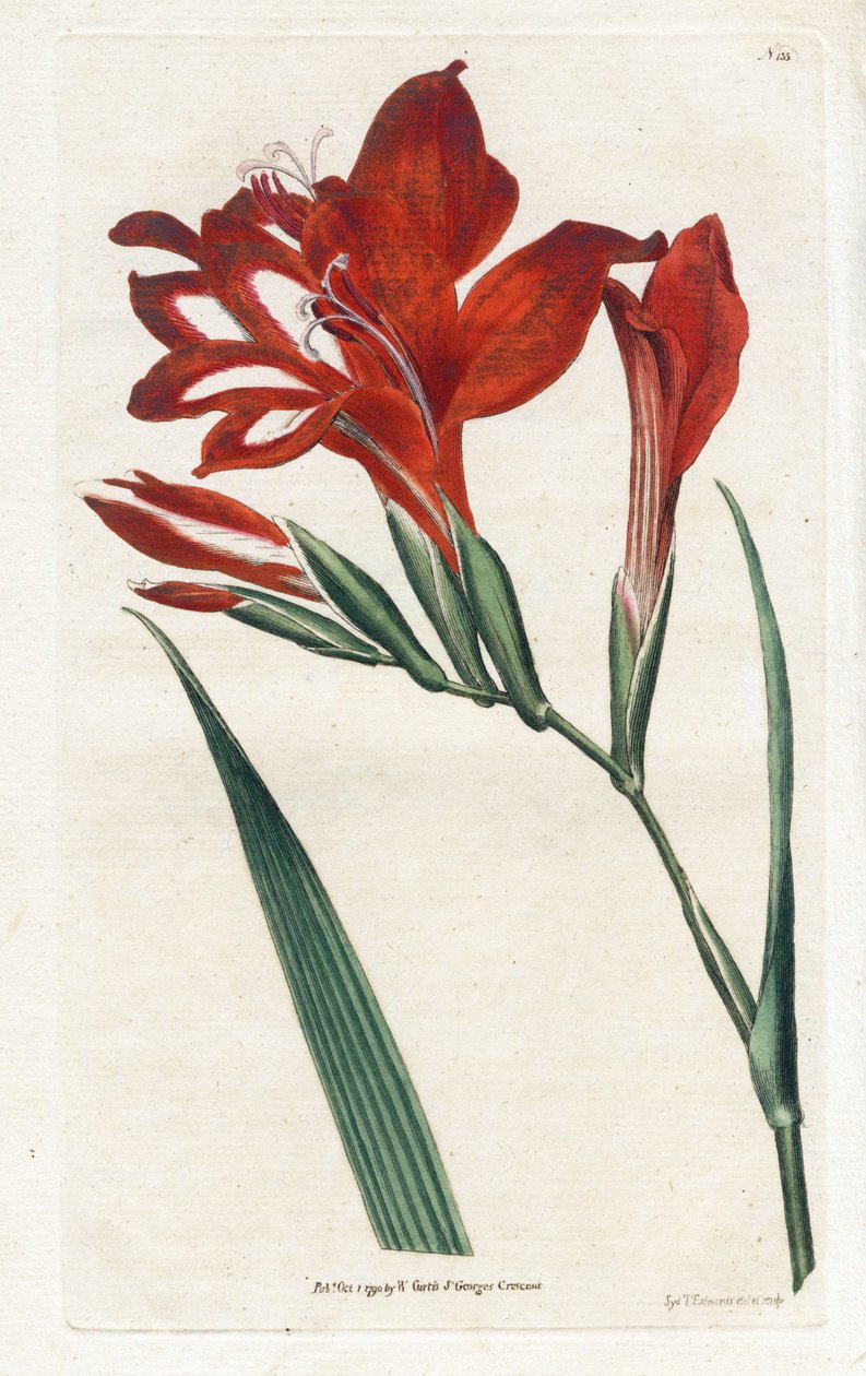 Gladiolus kardinaal door James Sowerby