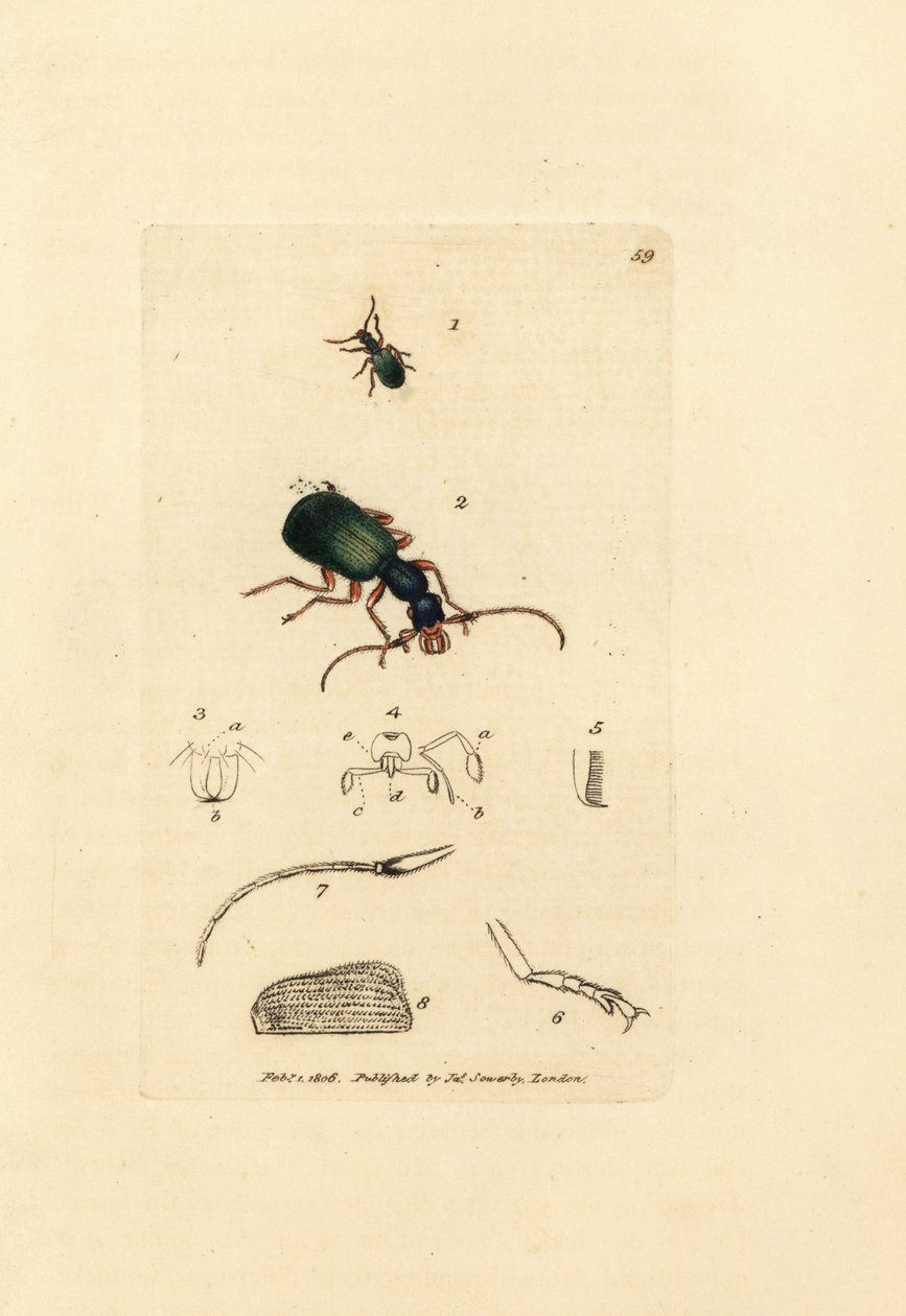 Grondsprietkever, Drypta dentata door James Sowerby