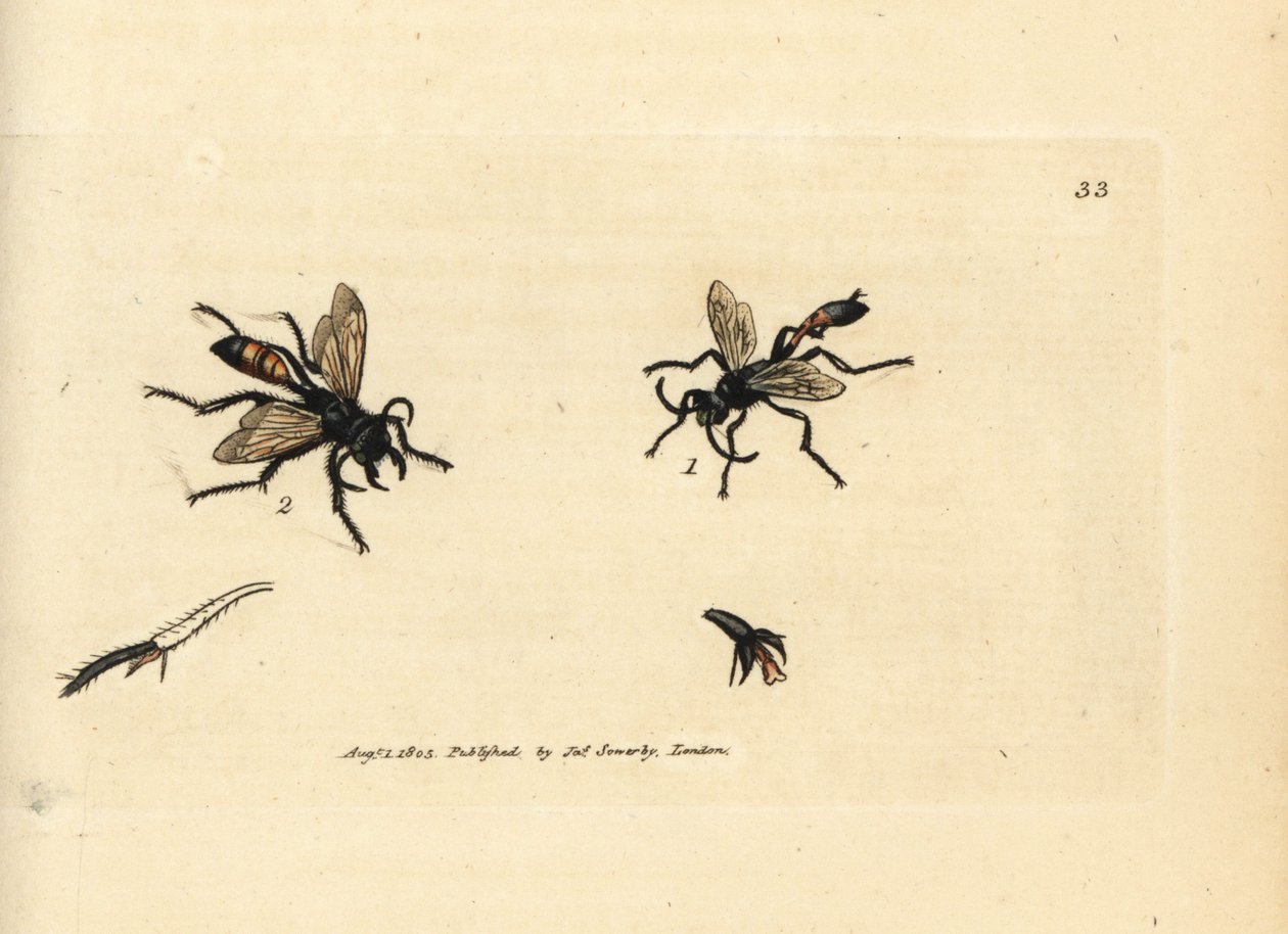 Haarwesp, Podalonia hirsuta. Illustratie van James Sowerby uit 
