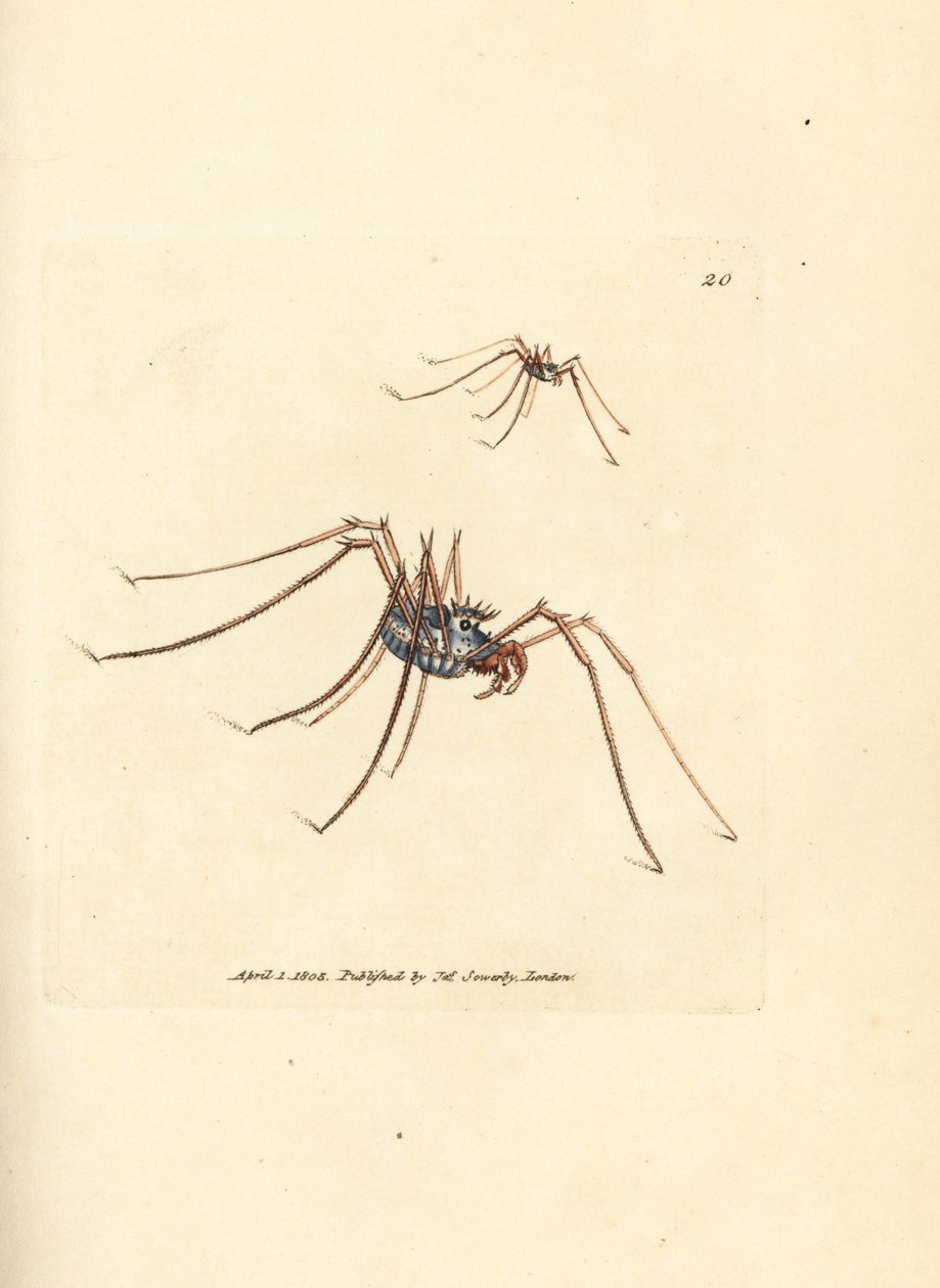 Hooiwagen, Megabunus diadema door James Sowerby