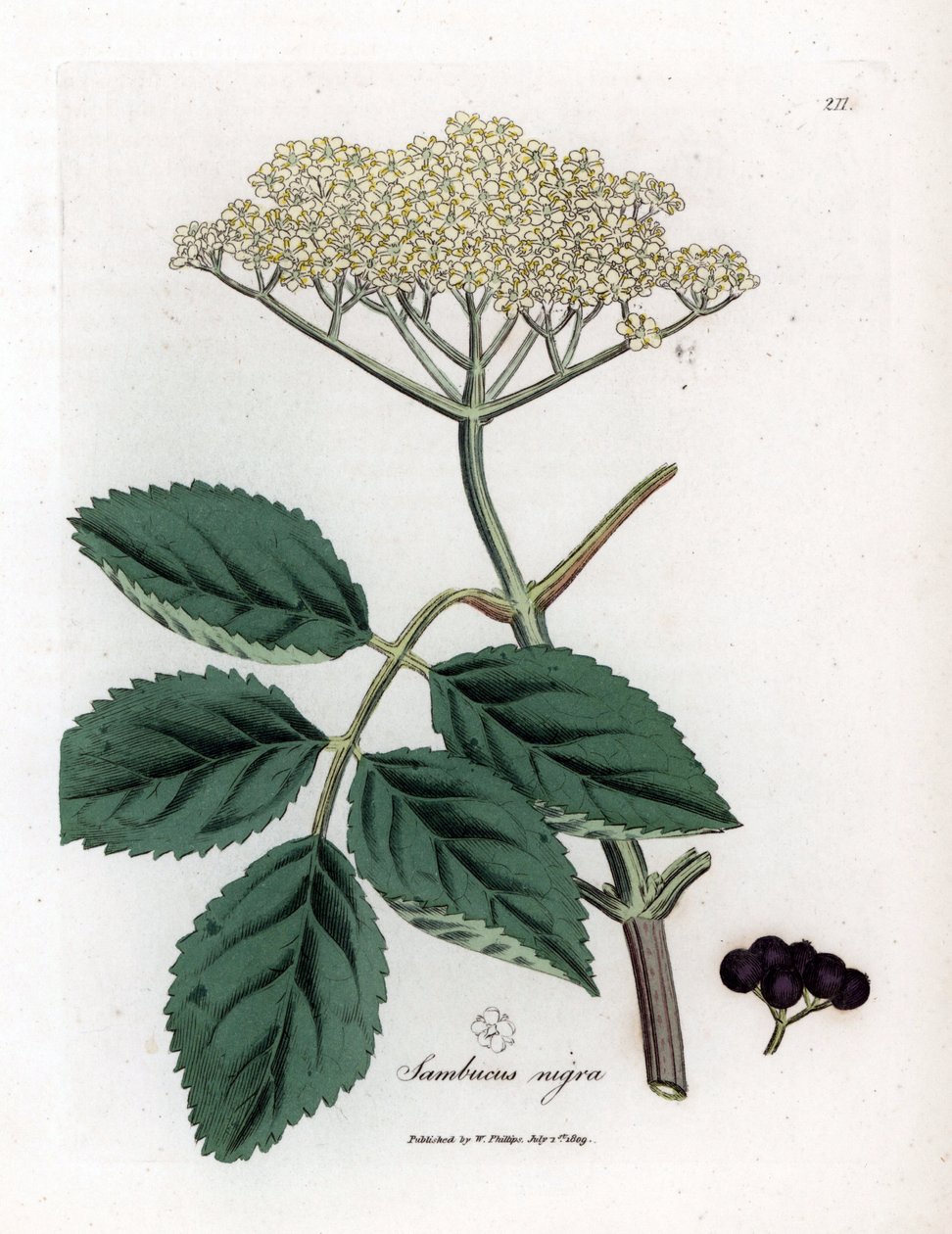 Grote vlier of zwarte vlier - Gewone zwarte vlierboom, Sambucus nigra. Handgekleurde kopergravure uit een botanische illustratie door James Sowerby uit William Woodville en Sir William Jackson Hooker