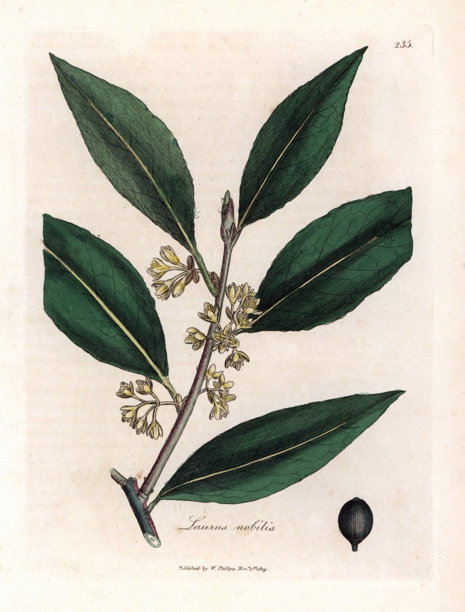 Laurier saus. Handgekleurde kopergravure uit een tekening door James Sowerby (1757-1822), in Botanique Medicinale door James Sowerby