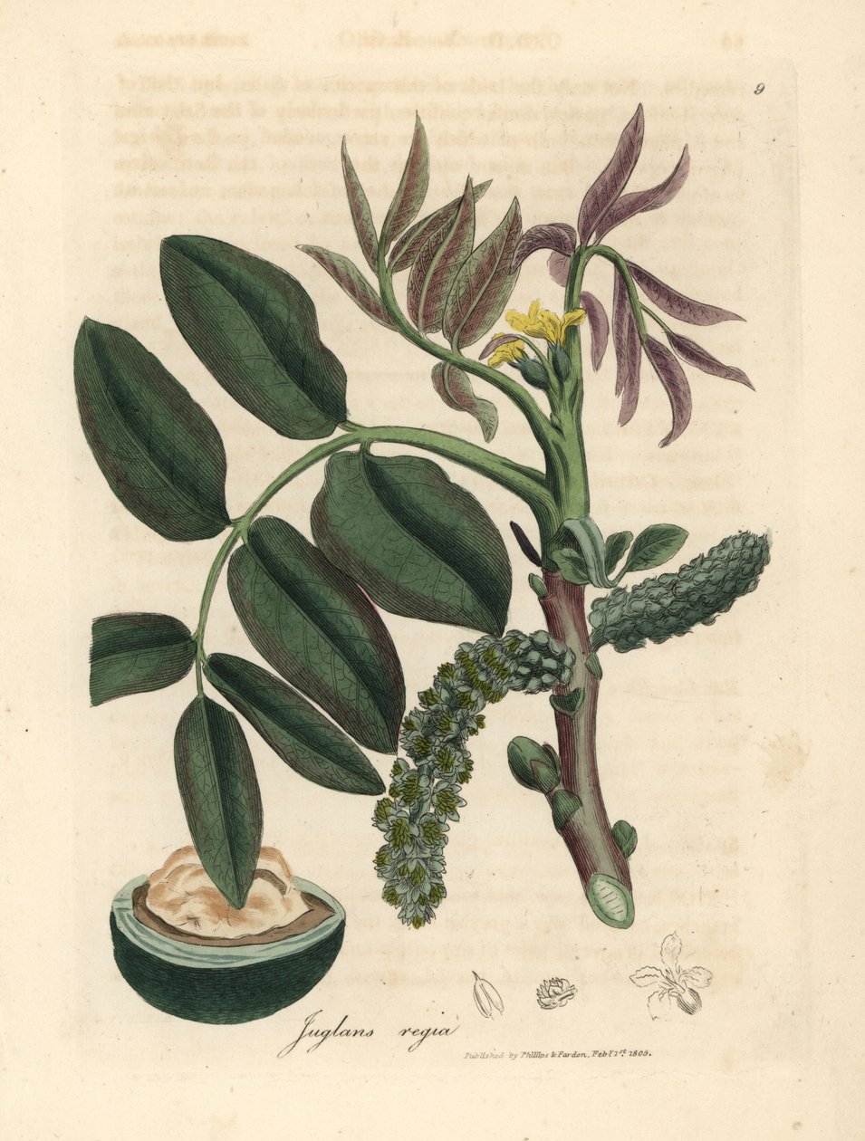 Bladeren, gele bloem en noot van de gewone walnotenboom, Juglans regia door James Sowerby