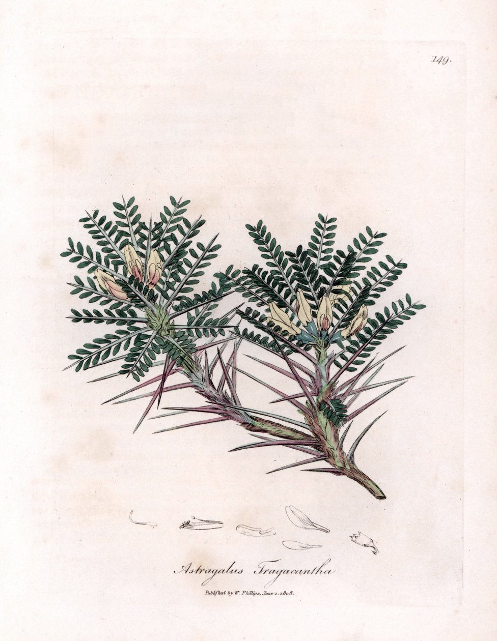 Marseille Astragalus of moederkussen - Geitendoorn melkveder, Astragalus tragacantha. Handgekleurde kopergravure uit een botanische illustratie door James Sowerby uit William Woodville en Sir William Jackson Hooker