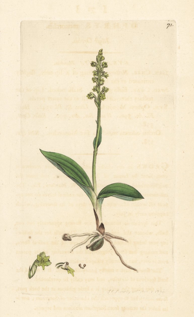 Muskusorchidee, Herminium monorchis. Handgekleurde kopergravure naar een illustratie door James Sowerby uit James Smith