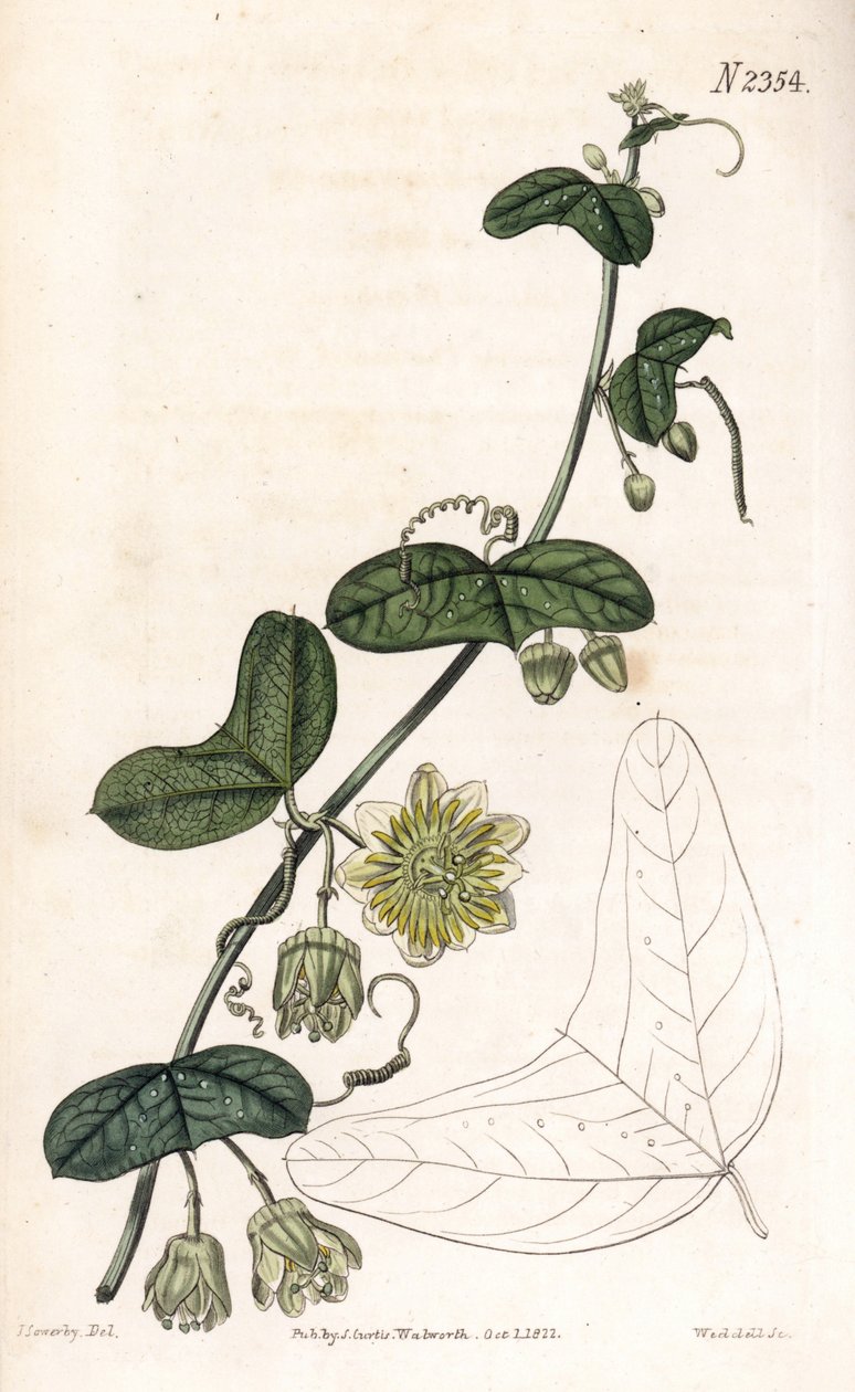 Passiebloem variëteit - Passiflora biflora (Crescent-bladige passiebloem, Passiflora lunata) door James Sowerby
