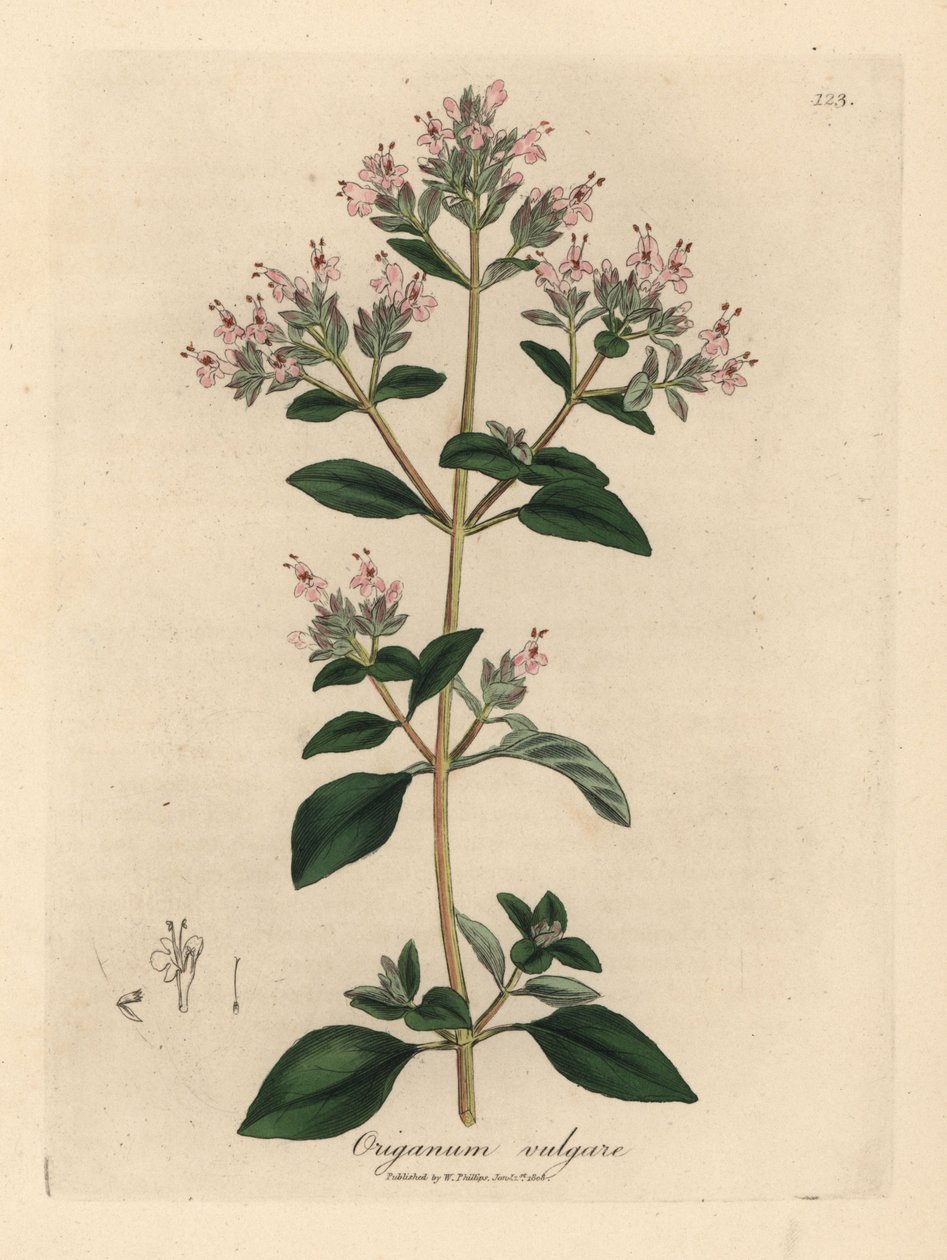 Roze bloeiende wilde marjolein, Origanum vulgare door James Sowerby