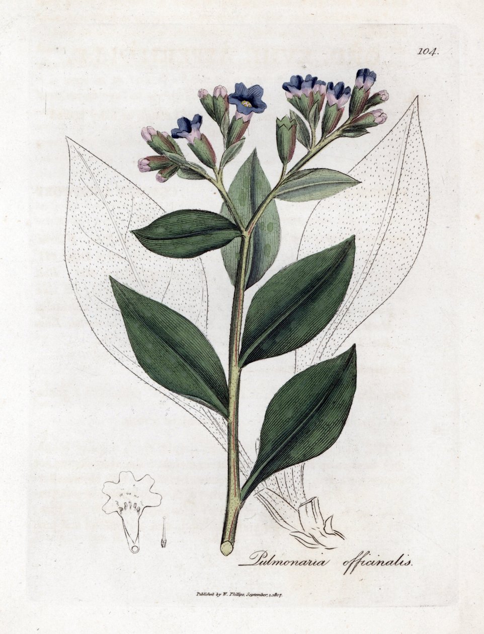 Longkruid, Pulmonia officinalis. Handgekleurde kopergravure uit een botanische illustratie door James Sowerby uit William Woodville en Sir William Jackson Hooker