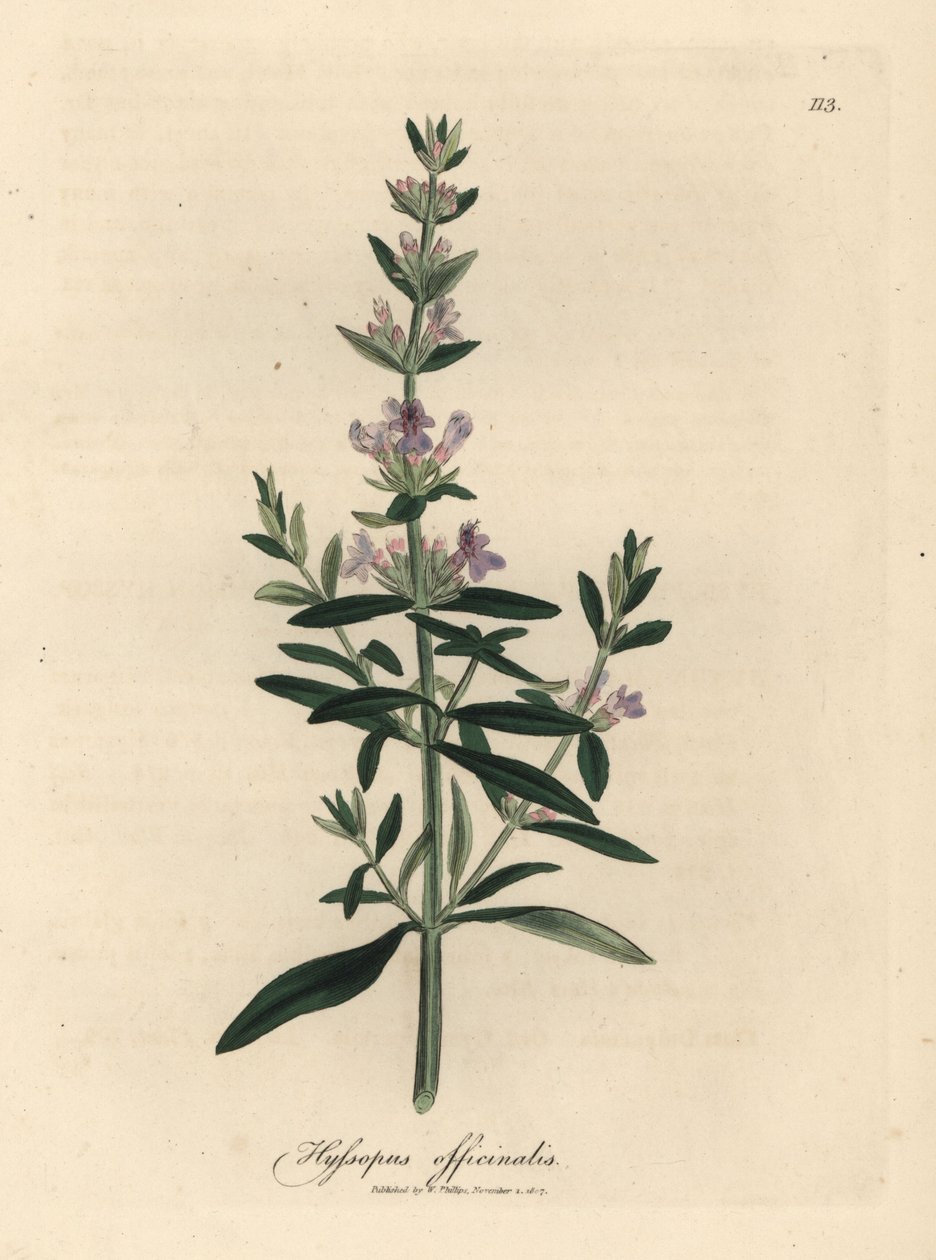 Paarse bloeiende hysop, Hyssopus officinalis door James Sowerby