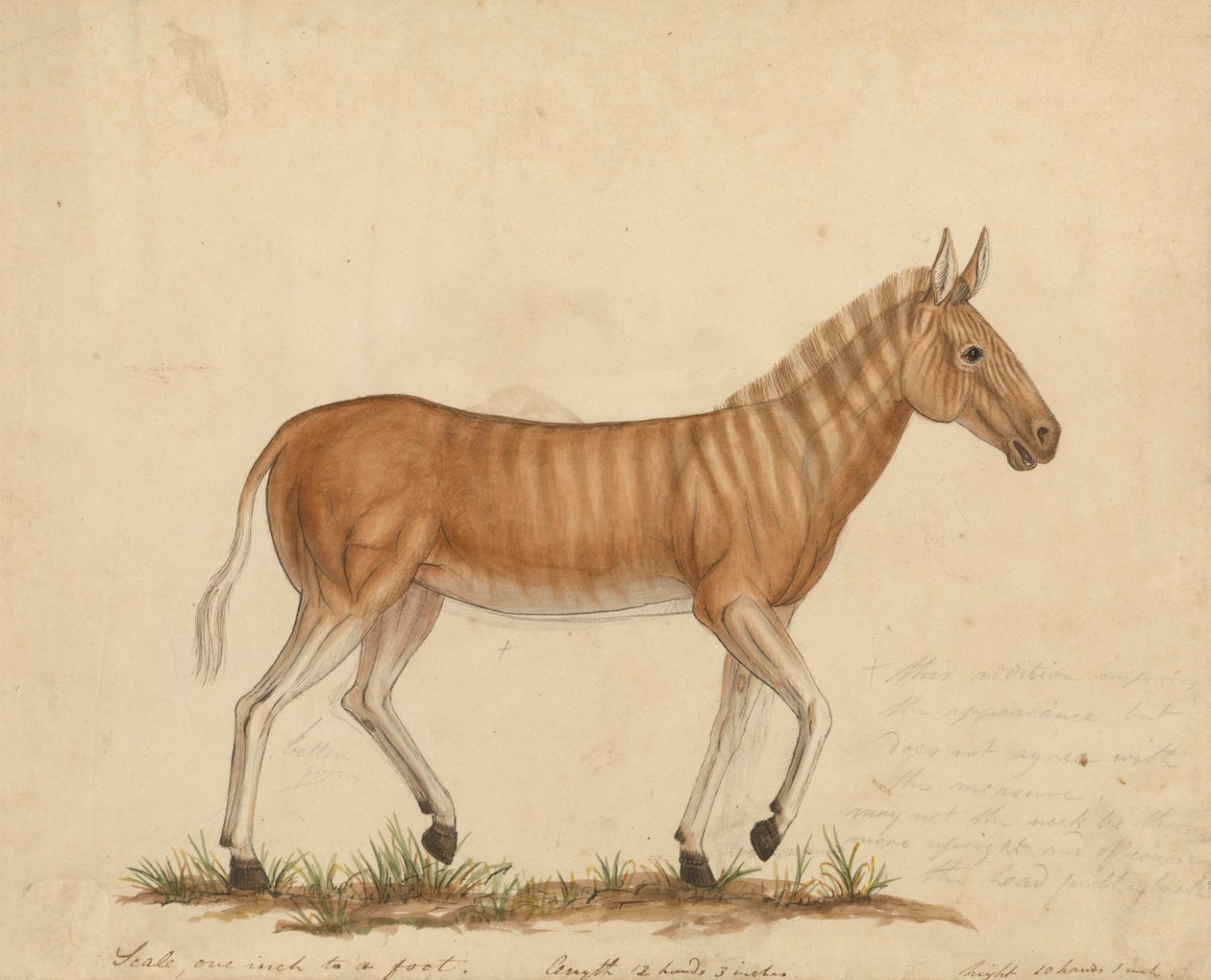 Quagga Zebra door James Sowerby