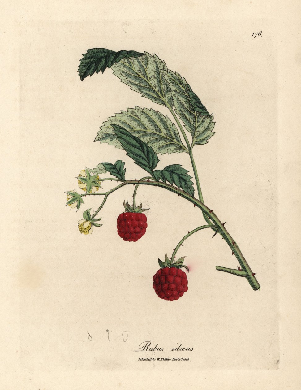 Frambozenstruik met rijpe vruchten en gele bloemen, Rubus idaeus door James Sowerby