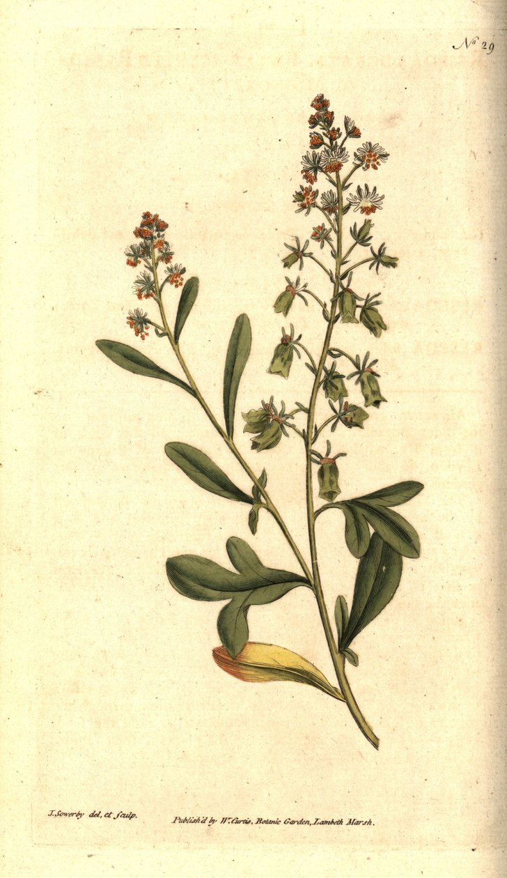 Reseda odorant - Zoetgeurende reseda of mignonette, Reseda odorata. Handgekleurde kopergravure en botanische illustratie door James Sowerby uit William Curtis