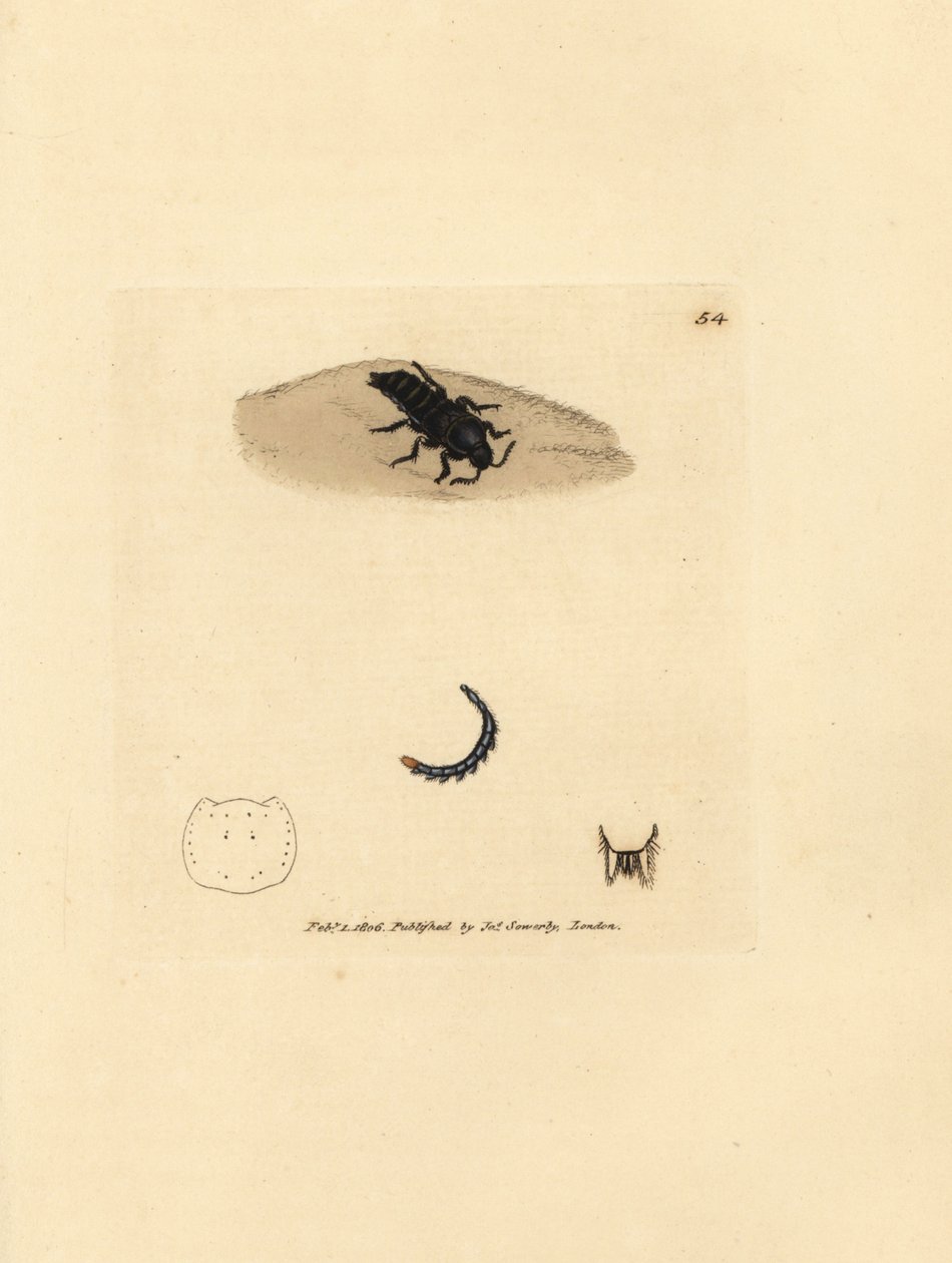 Kortschildkever, Velleius dilatatus (Getande hoornstaphylinus, Staphylinus concolor). Handgekleurde kopergravure door James Sowerby uit The British Miscellany, of Coloured figures of new, rare, or little known animal subjects. door James Sowerby