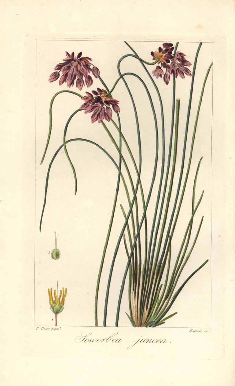 Rietlelie, Sowerbaea juncea, inheems in Australië. Genoemd naar de botanische kunstenaar James Sowerby door James Sowerby