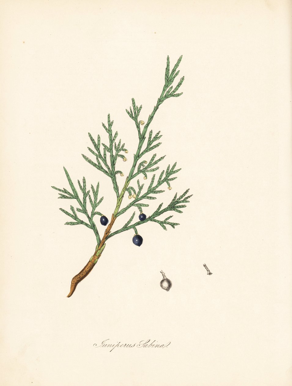 Jeneverbes, Juniperus sabina. Illustratie van James Sowerby uit William Woodville en Sir William Jackson Hooker